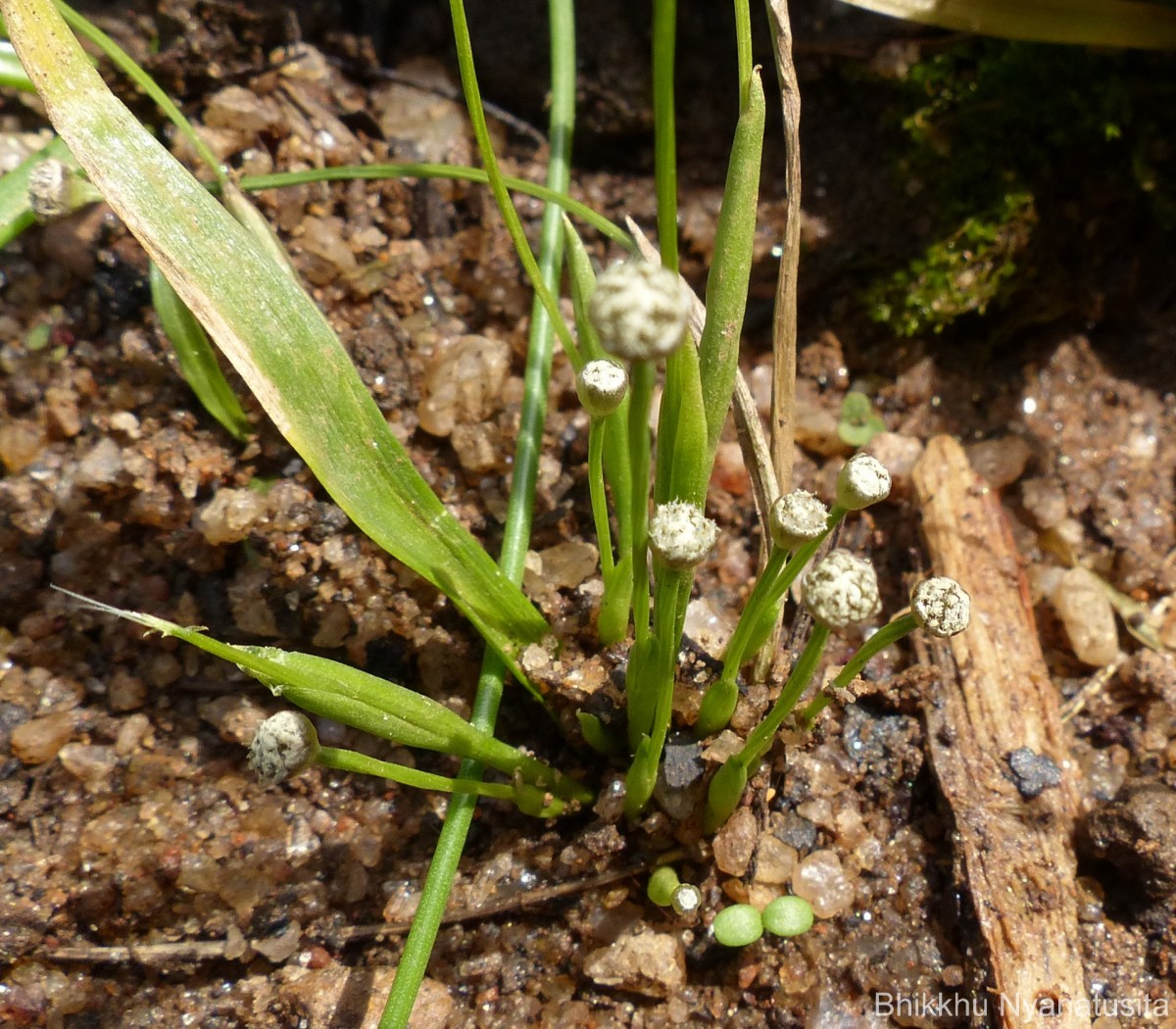 Eriocaulon philippo-coburgii Szyszyl. ex Wawra